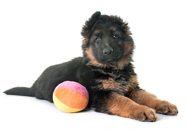 cucciolo di pastore tedesco