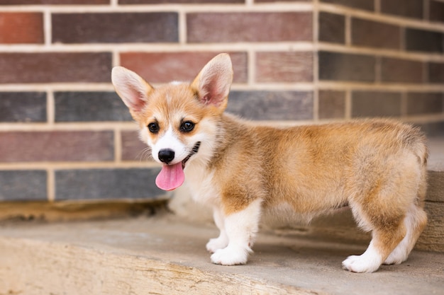 Cucciolo di pembroke corgi gallese che gioca nell'iarda