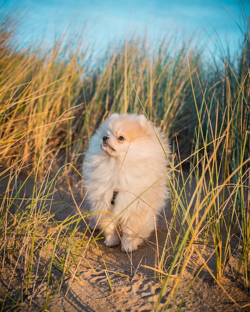 Cucciolo di Pomerania che gioca sulla spiaggia