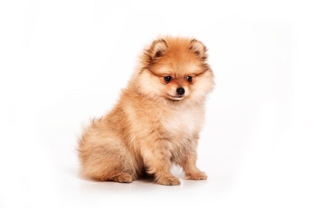 Cucciolo di Pomerania isolato su priorità bassa bianca