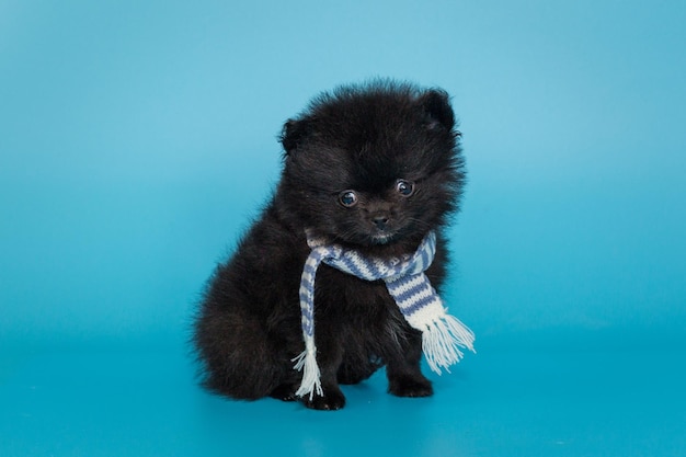 Cucciolo di pomerania nero in una sciarpa a strisce