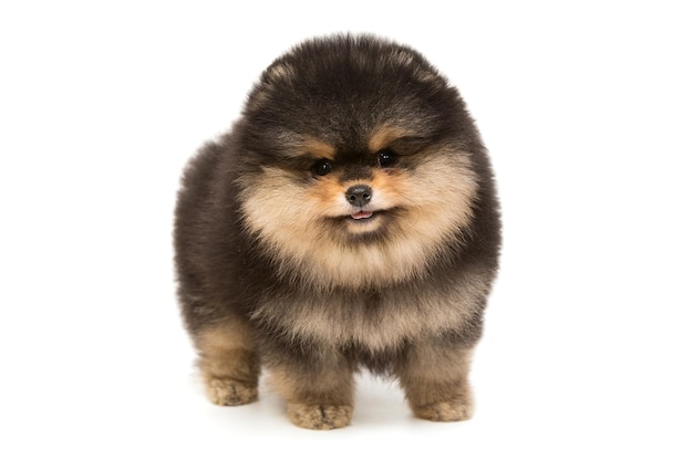 Cucciolo di Pomerania nero