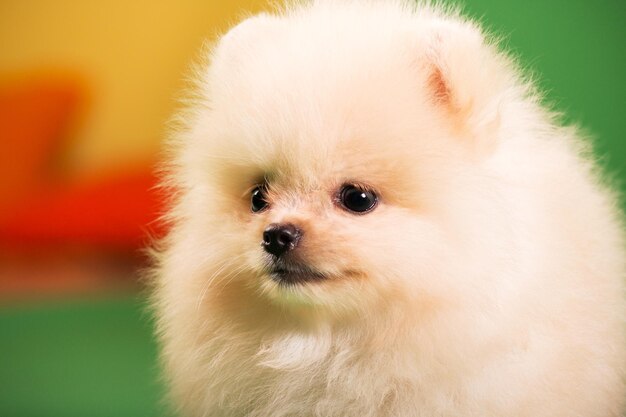 Cucciolo di Pomerania su sfondo verde