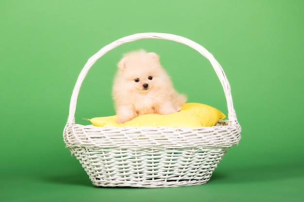 Cucciolo di Pomerania su sfondo verde