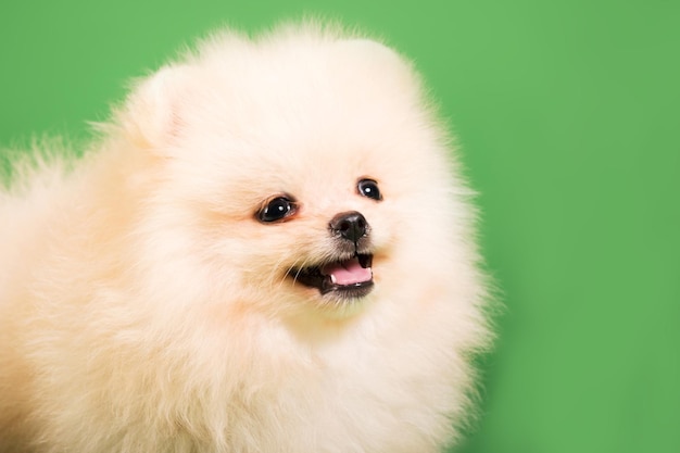 Cucciolo di Pomerania su sfondo verde