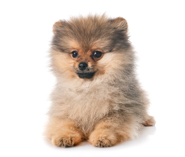 cucciolo di pomeranian in studio