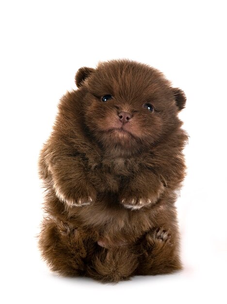 cucciolo di pomeranian in studio