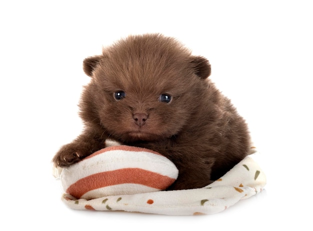 cucciolo di pomeranian in studio