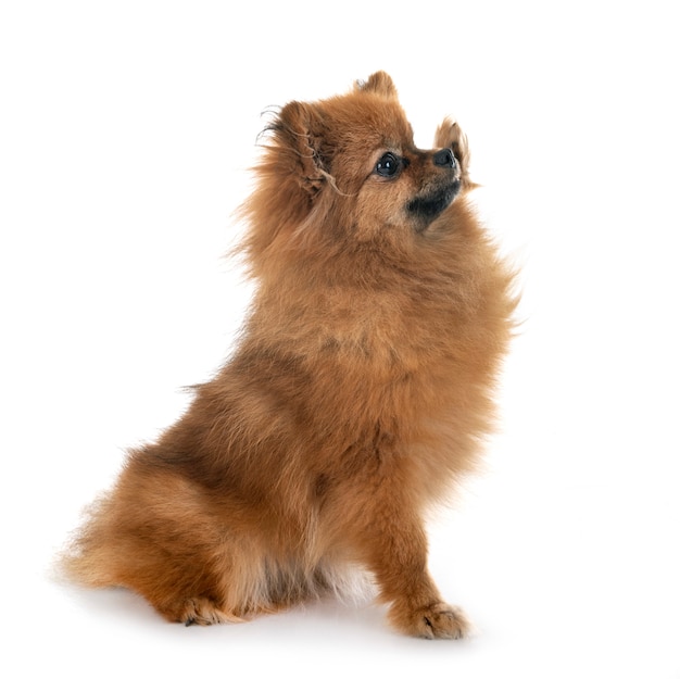 cucciolo di pomeranian in studio