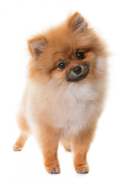 cucciolo di pomeranian in studio