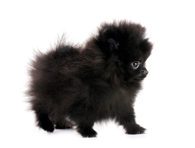 cucciolo di pomeraniano in studio