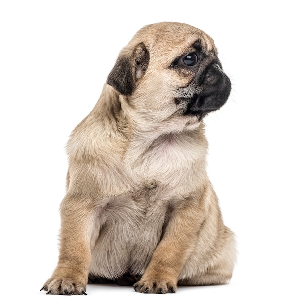 Cucciolo di Pug seduto, guardando lontano, isolato su bianco