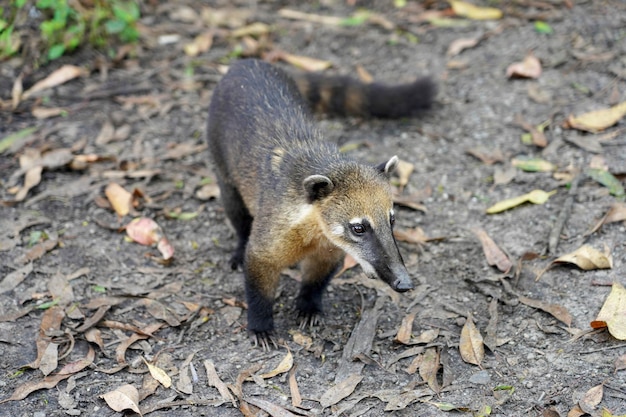 Cucciolo di quati noto anche come coati sudamericano nel parco ecologico brasiliano