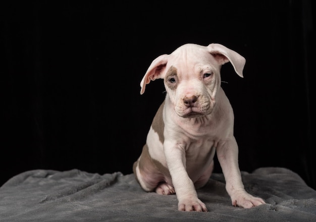 Cucciolo di razza Bulli americano su sfondo nero