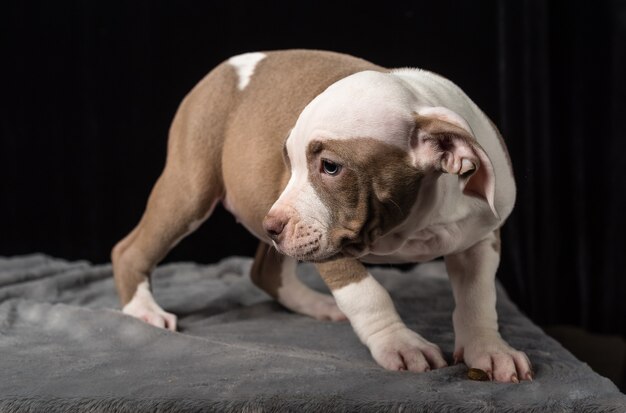 Cucciolo di razza Bulli americano su sfondo nero