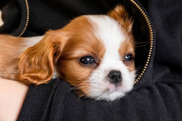 Cucciolo di razza carino Cavalier King Charles Spaniel