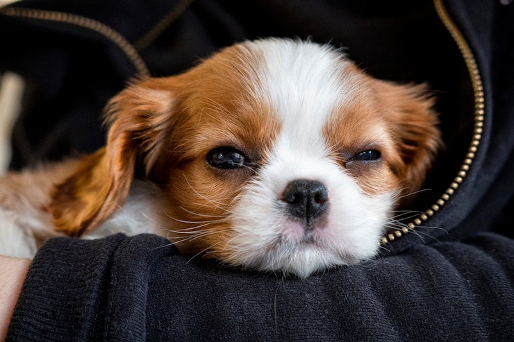 Foto cucciolo di razza carino cavalier king charles spaniel