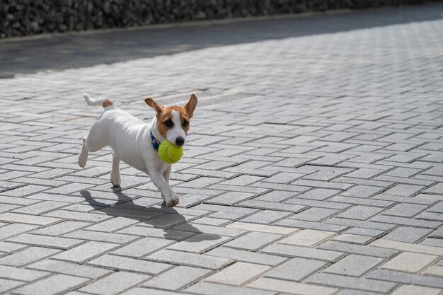 Cucciolo di razza dal pelo liscio Jack Russell Terrier gioca per strada Gioioso compagno di cagnolino corre e salta per una pallina da tennis Amico attivo a quattro zampe