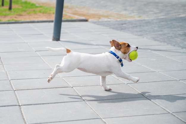 Cucciolo di razza dal pelo liscio Jack Russell Terrier gioca per strada Gioioso compagno di cagnolino corre e salta per una pallina da tennis Amico attivo a quattro zampe