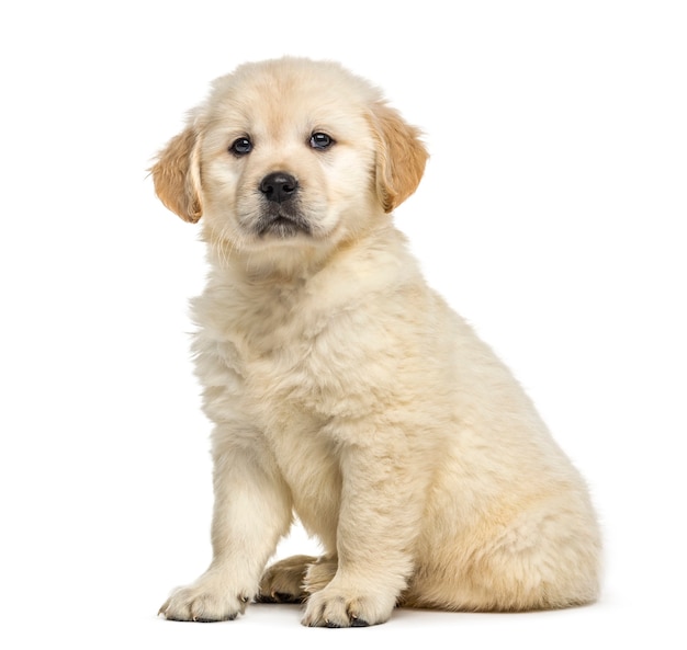 Cucciolo di Retriever seduto, isolato su bianco