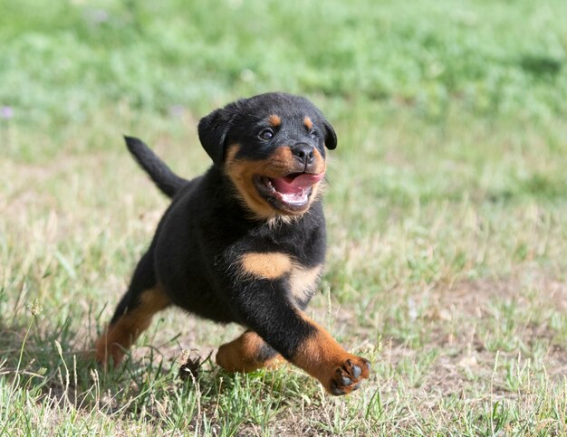 Cucciolo di rottweiler che corre nella natura in estate