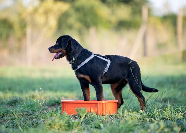 Cucciolo di rottweiler che si allena nella natura