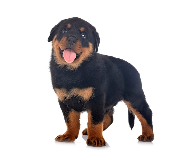 Cucciolo di rottweiler davanti a sfondo bianco