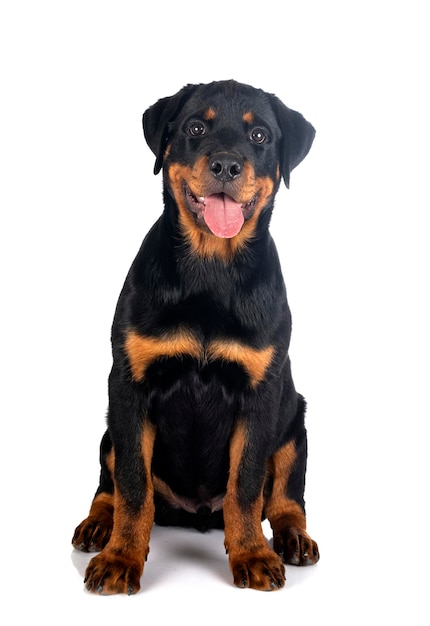 Cucciolo di rottweiler davanti a sfondo bianco