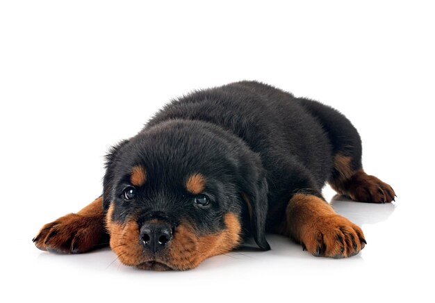 cucciolo di rottweiler davanti a sfondo bianco