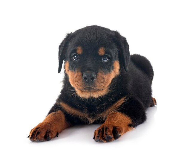 cucciolo di rottweiler davanti a sfondo bianco