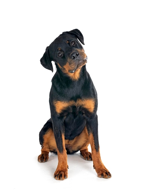 cucciolo di rottweiler davanti a uno sfondo bianco