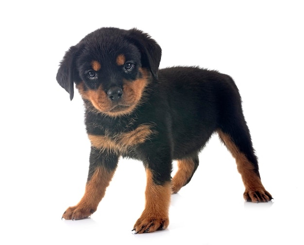 cucciolo di rottweiler davanti a uno sfondo bianco