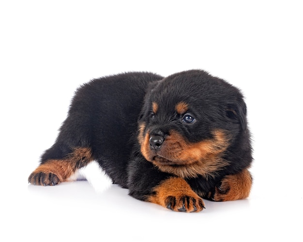 Cucciolo di rottweiler davanti al muro bianco