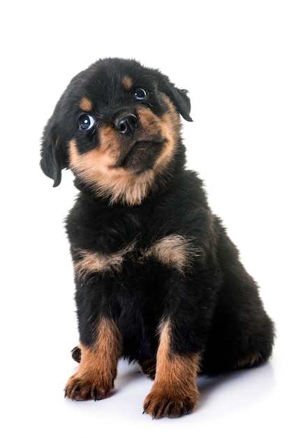 cucciolo di rottweiler in studio