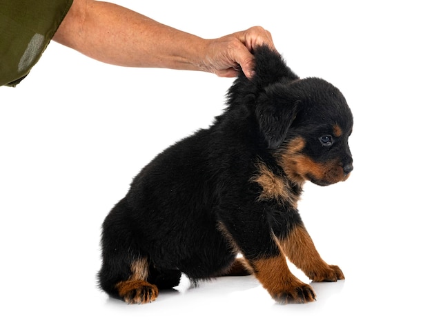 cucciolo di rottweiler in studio