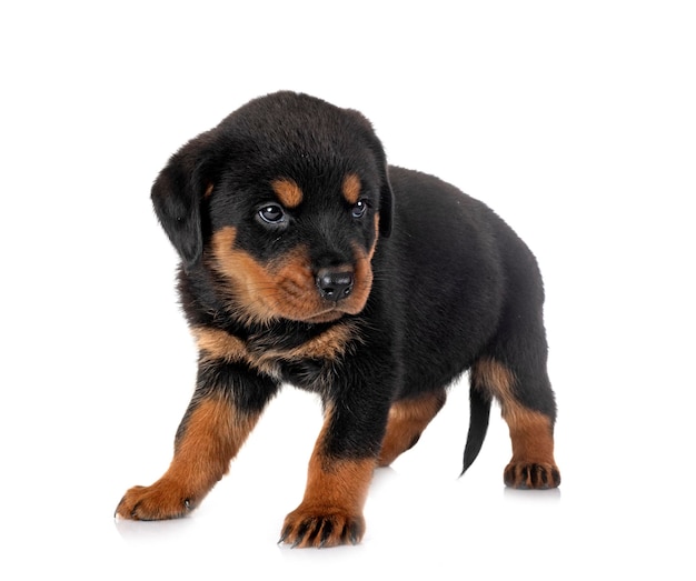 cucciolo di rottweiler in studio