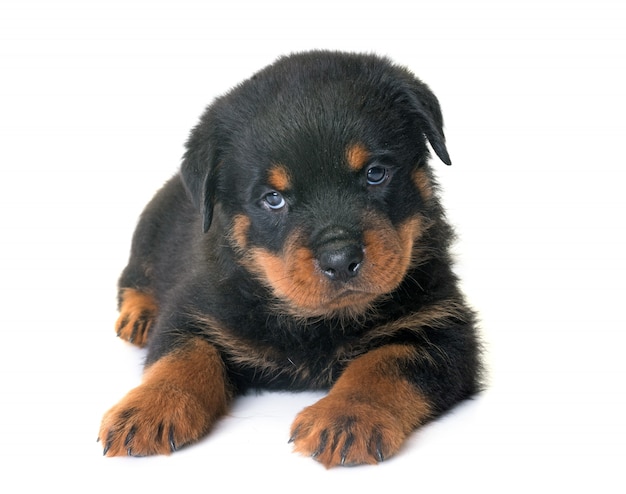 cucciolo di rottweiler in studio