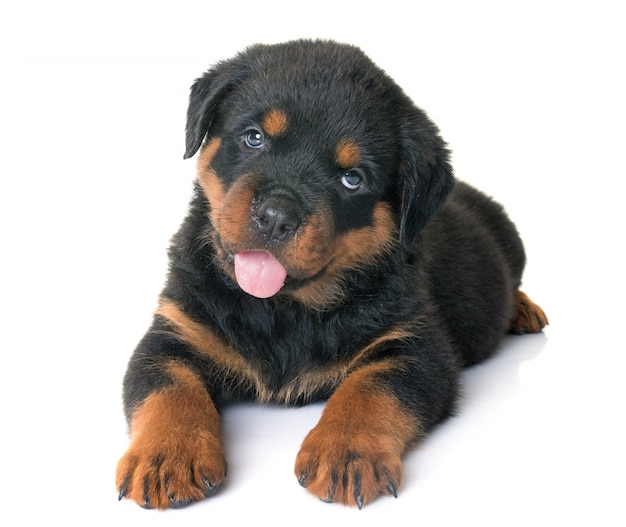 cucciolo di rottweiler in studio