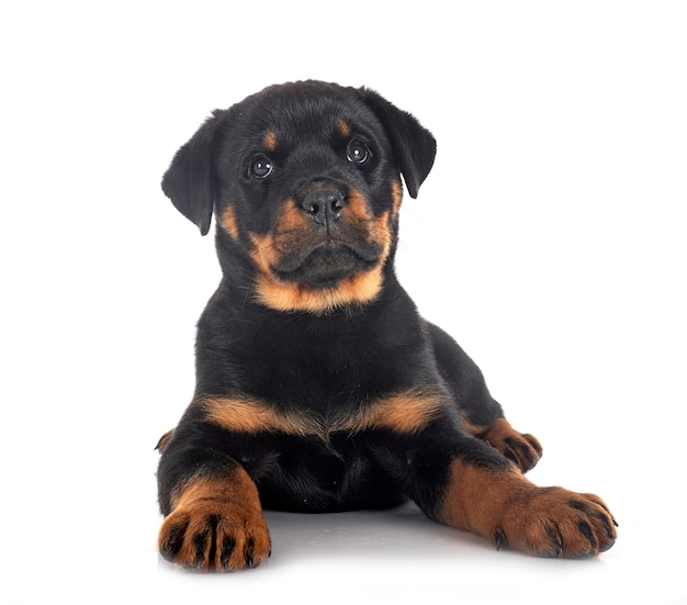 Cucciolo di rottweiler