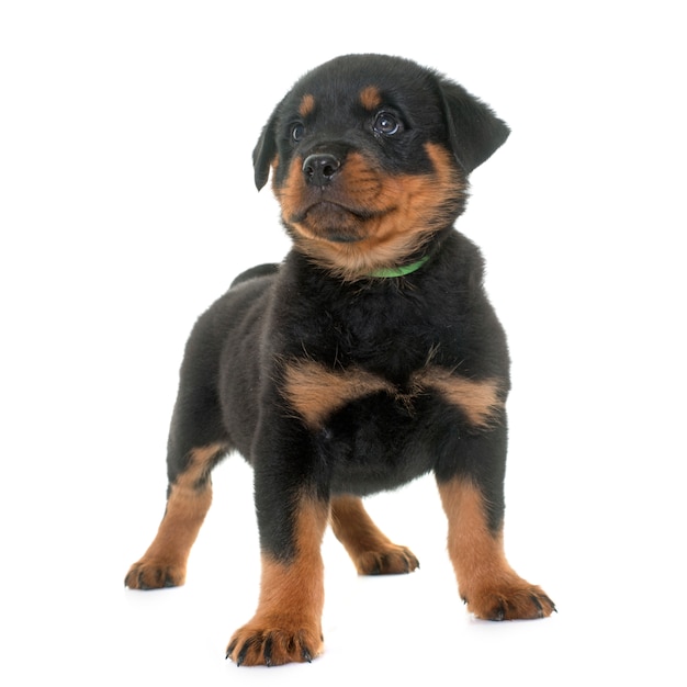 Cucciolo di rottweiler