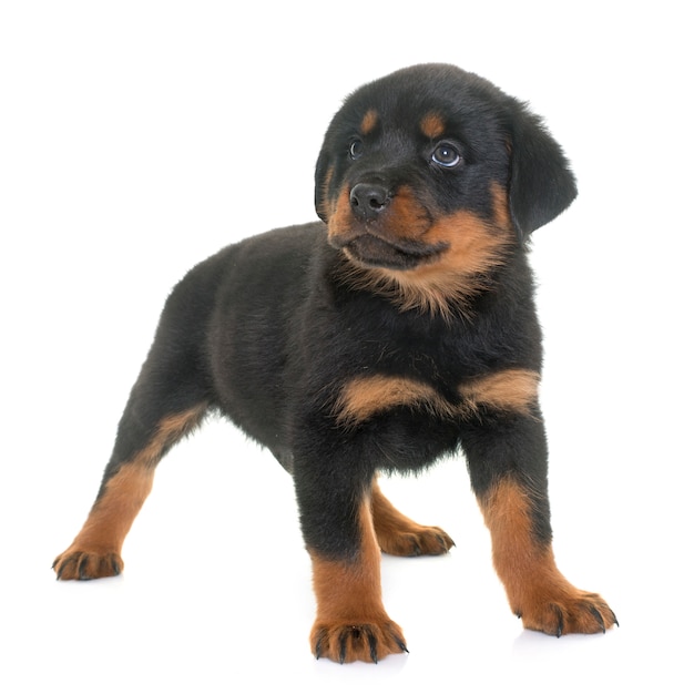 Cucciolo di rottweiler