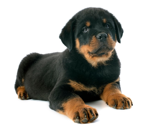 Cucciolo di rottweiler