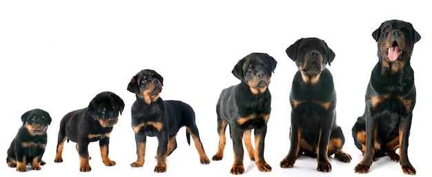 Cucciolo di rottweiler