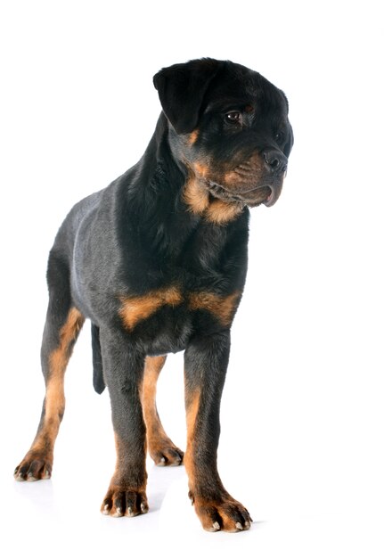 Cucciolo di rottweiler