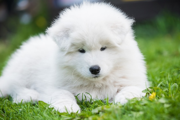 Cucciolo di Samoiedo divertente nel giardino estivo sull'erba verde