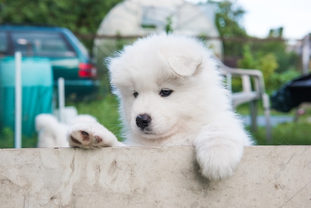 Cucciolo di samoiedo lanuginoso bianco che fa capolino dal recinto