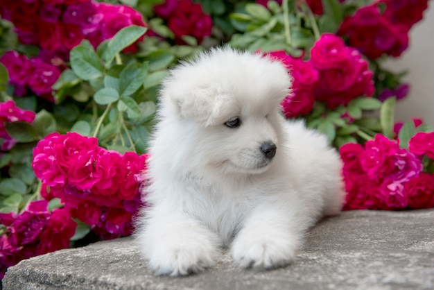 Cucciolo di samoiedo peloso bianco seduto con rose rosse