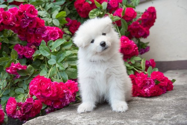 Cucciolo di Samoiedo peloso bianco seduto con rose rosse