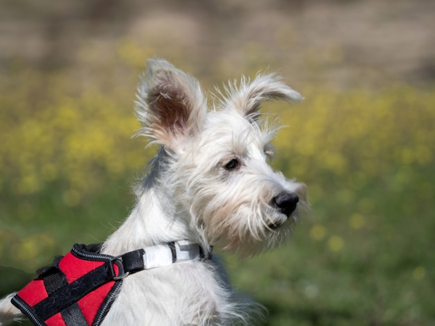 Cucciolo di schnauzer cucciolo di colore bianco e con imbracatura rossa guarda da vicino