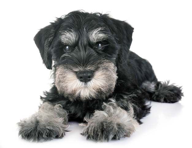 cucciolo di schnauzer in miniatura